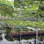 ভাসমান সবজি চাষ